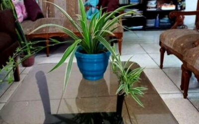 How To Care Of Spider Plants? Everything You Must Know