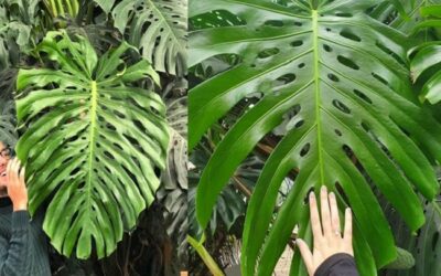 What It Takes The Method How To Make Monstera Grow Tall