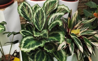 The Way I Found How To Save A Dying Calathea Plant