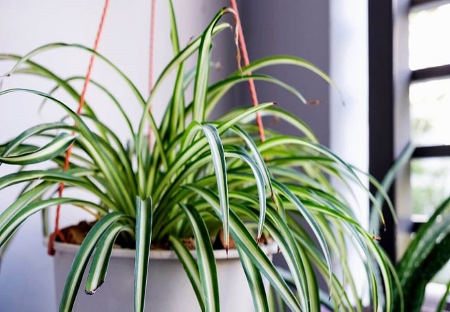 How To Separate Spider Plants Beginner’s Guide