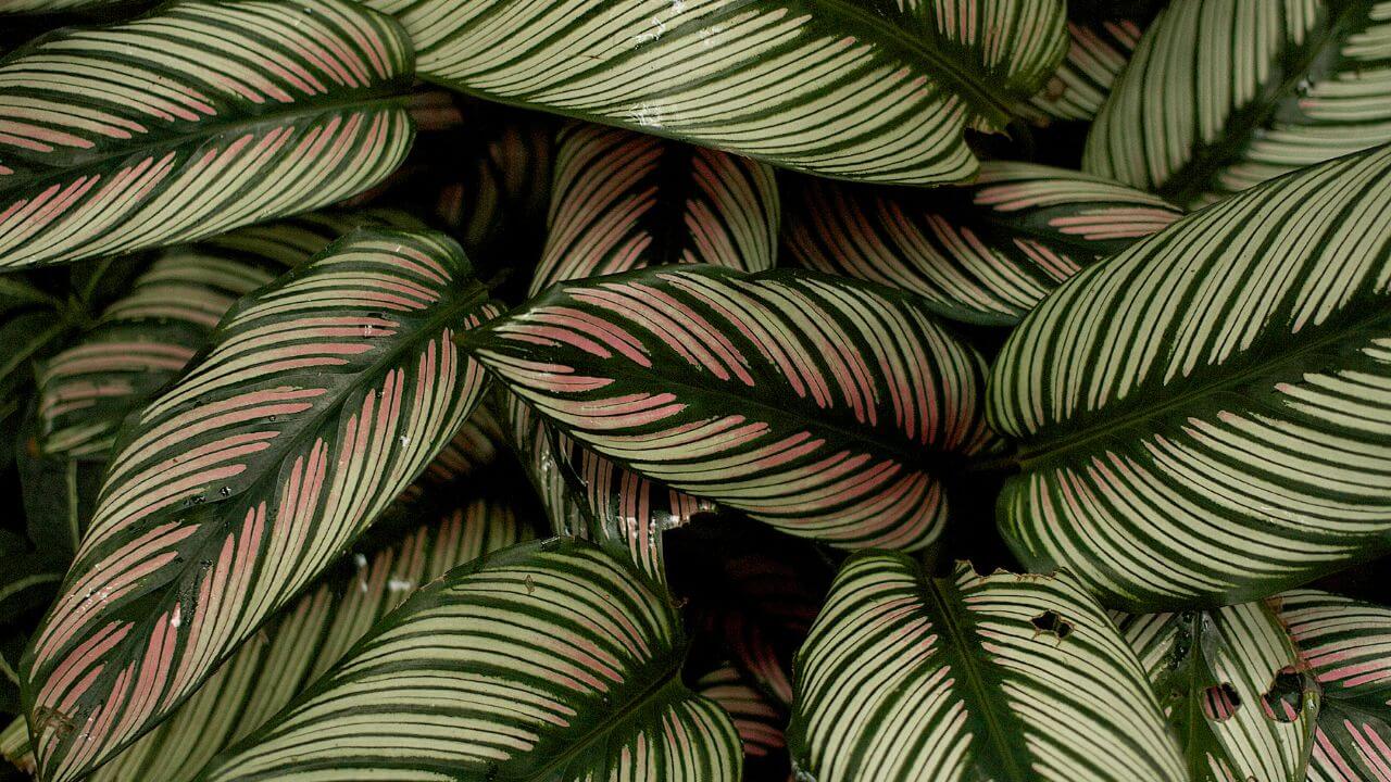 Methods For The Propagation Of Calathea Plants: A Smart Garden Guide
