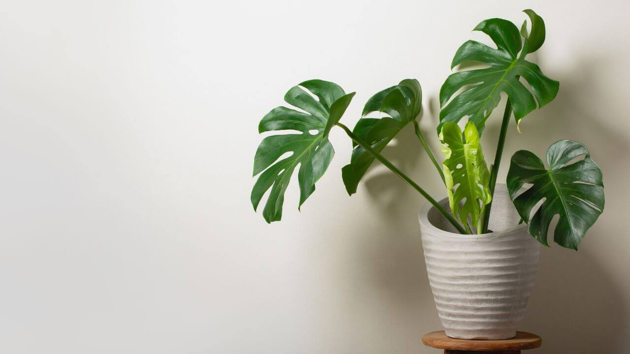 Six Warning Signs That Your Monstera Plant needs water