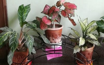 Tips and Tricks for Keeping Snow White Aglaonema Care