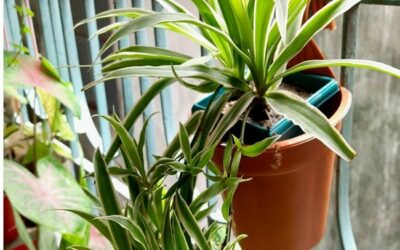 Why Is My Spider Plant Droopy? What’s Wrong And How To Fix It