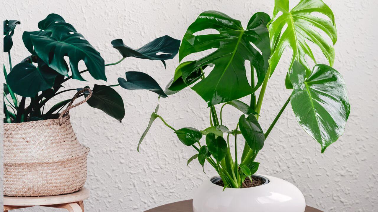 What is the process of leaf growth for a Monstera plant?