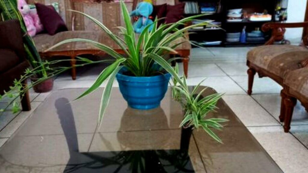 how-to-care-of-spider-plants