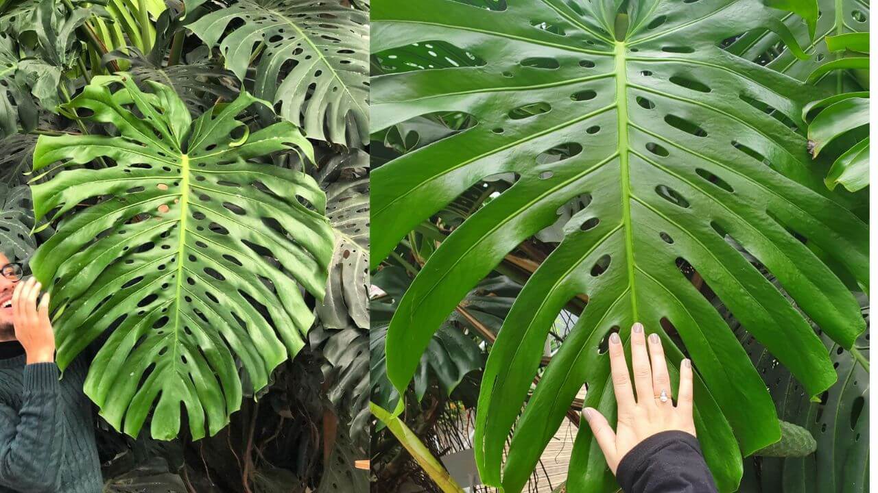 What it takes: The method of growing tall Monstera