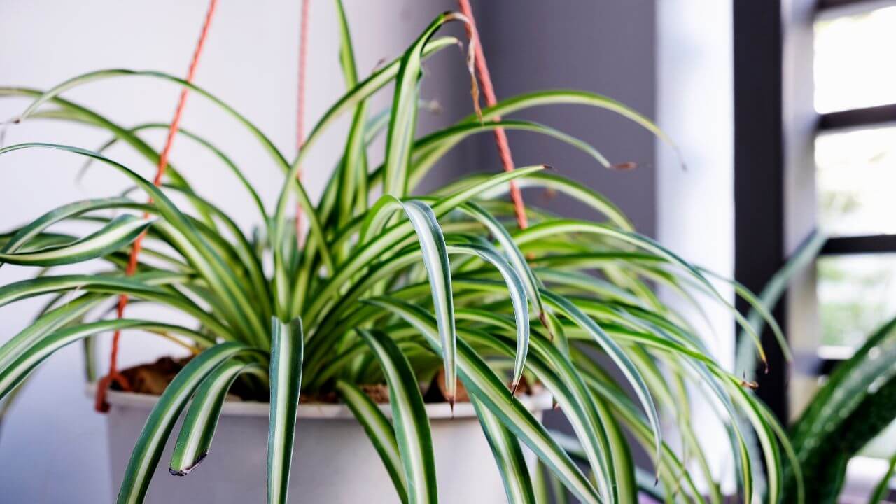 The Techniques For Separating Spider Plants Into New Plants