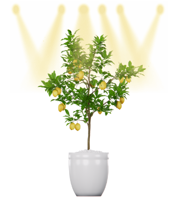 How to use a grow light on a lemon tree?