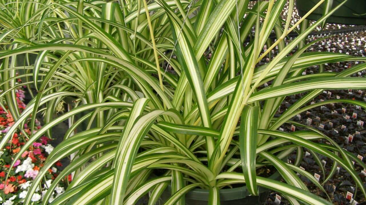 What Causes Spider Plants leaves To Start Turning Brown?