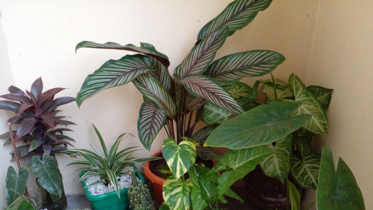 why-are-the-edges-of-my-calathea-leaves-turning-brown