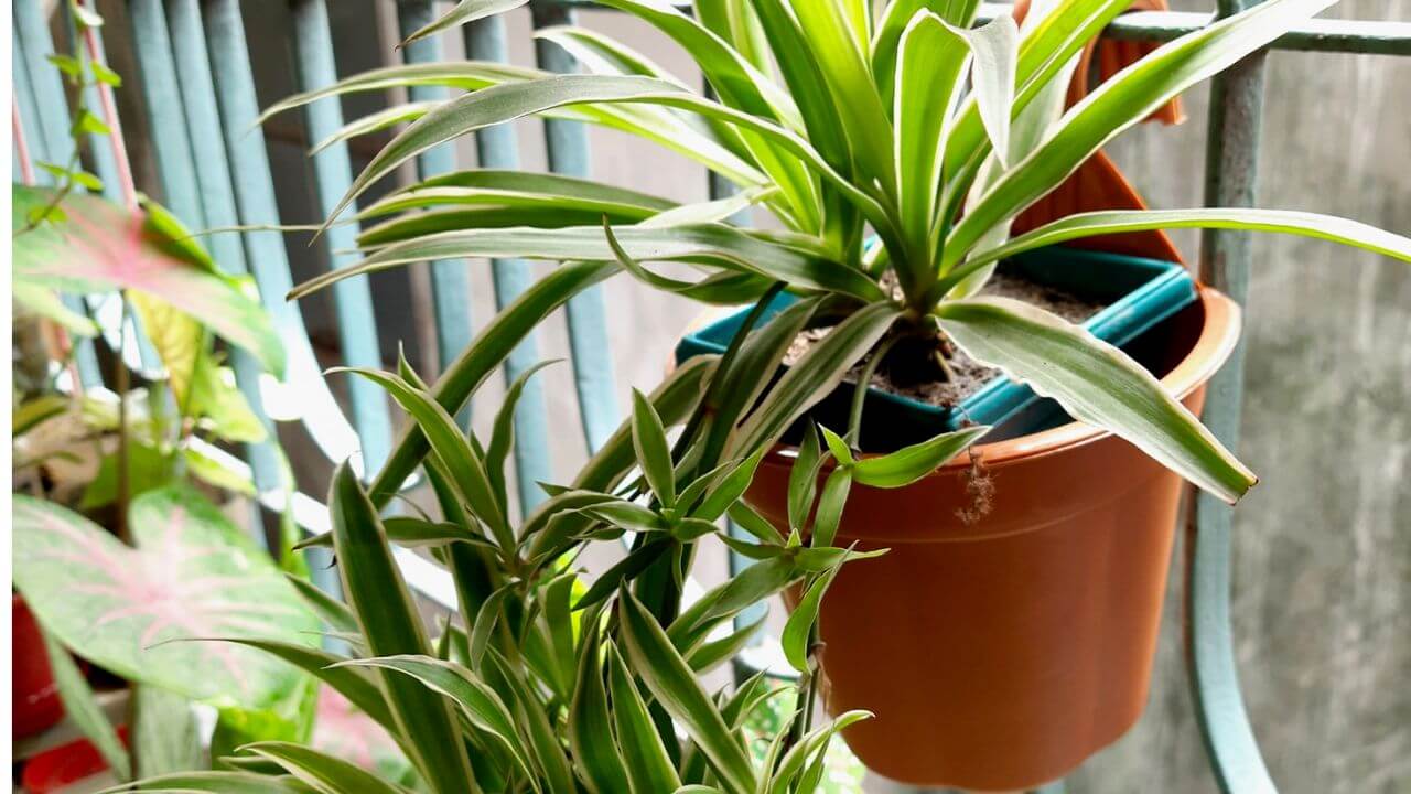 Does Your Spider Plant Look Droopy? What’s Wrong And How To Fix It?