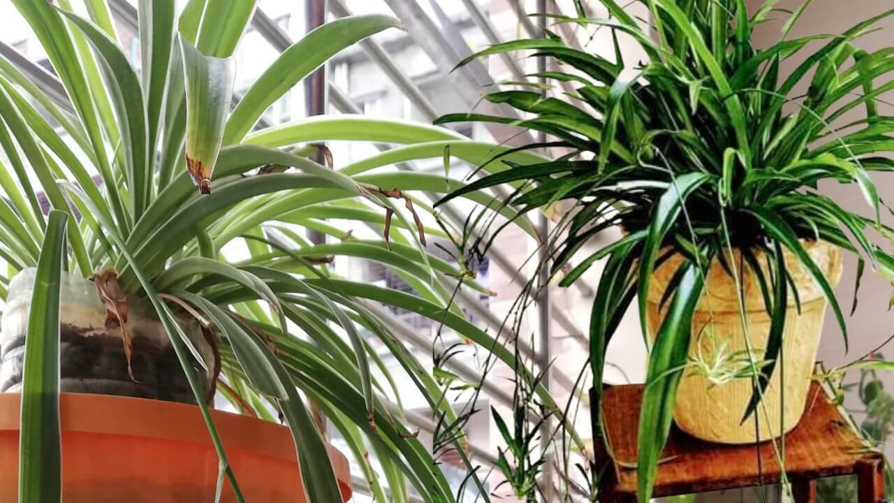 The Way I Found Why My Spider Plant Isn’t Growing?