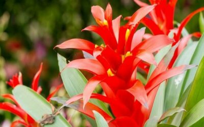 Bromeliads Care A Guide to Keeping Your Plants Healthy and Beautiful