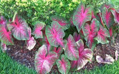 Caladium Plant Care Over Winter A Guide To Keeping Your Caladiums