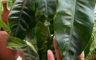 The Way I Found Why Is My Philodendron Burle Marx Leaves Turning Yellow