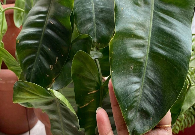 philodendron burle marx leaves turning yellow