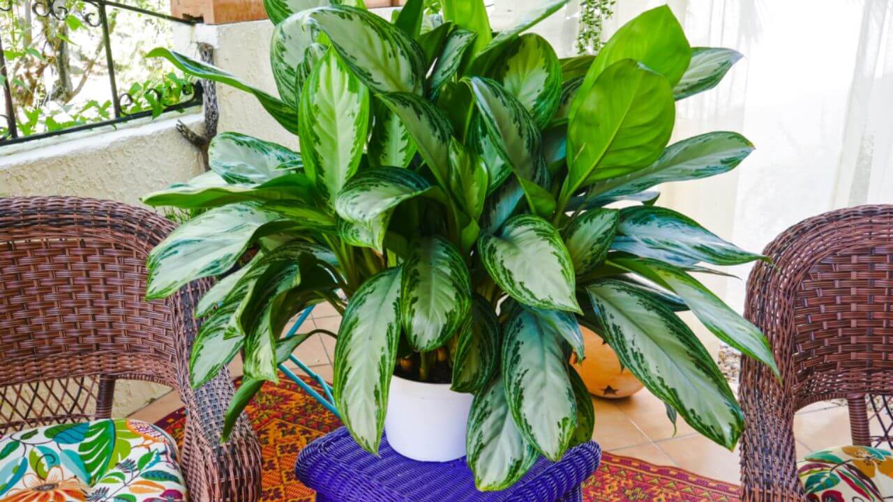 The Aglaonema Benefits Of Having A Plant In Your Home