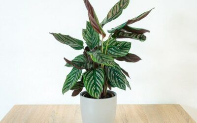 How To Uncurl Calathea Leaves (& How Can I Fix It)?