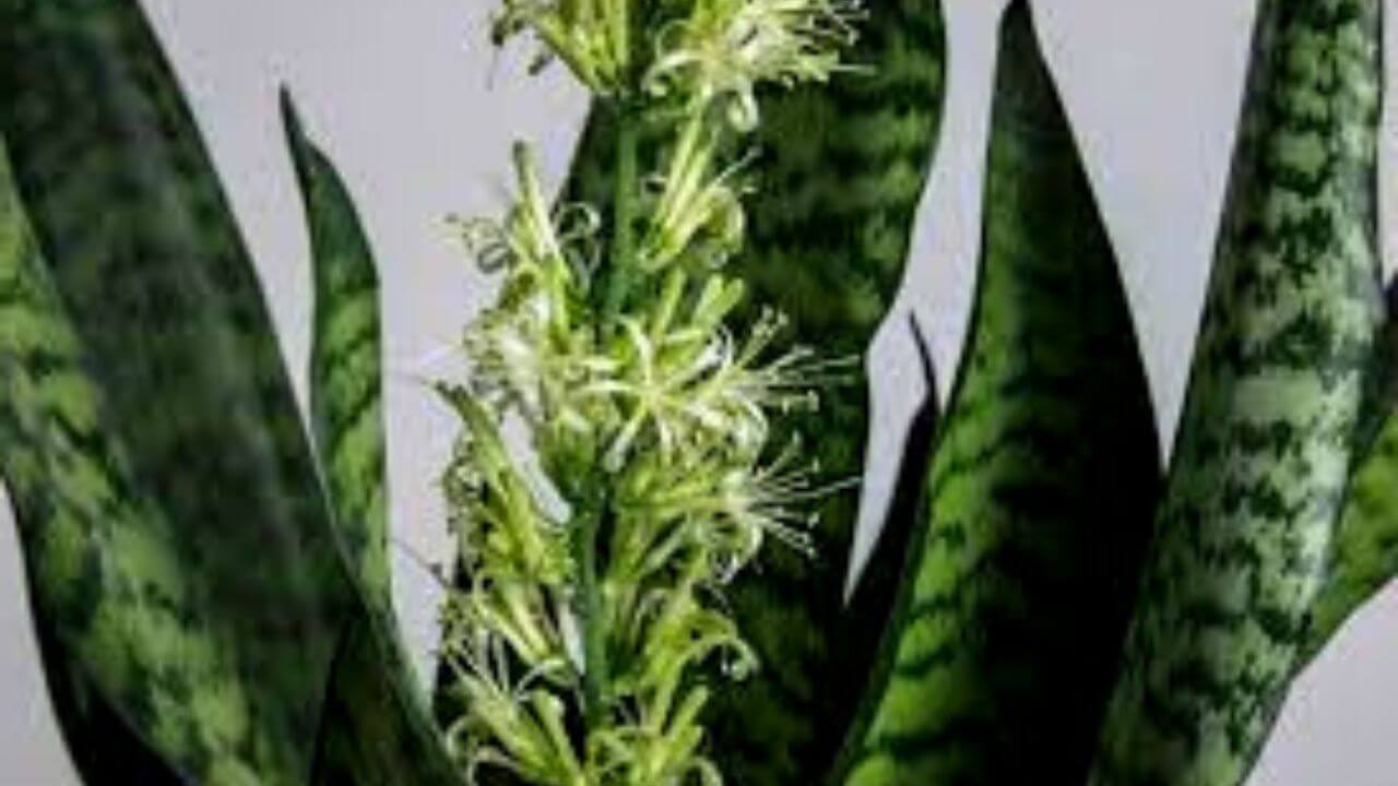 How to Make a Faux Snake Plant Bloom