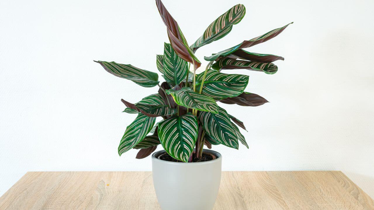 how-to-uncurl-calathea-leaves