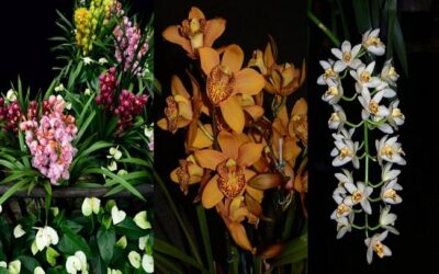 A Comprehensive Guide Types Of Cymbidium Orchids