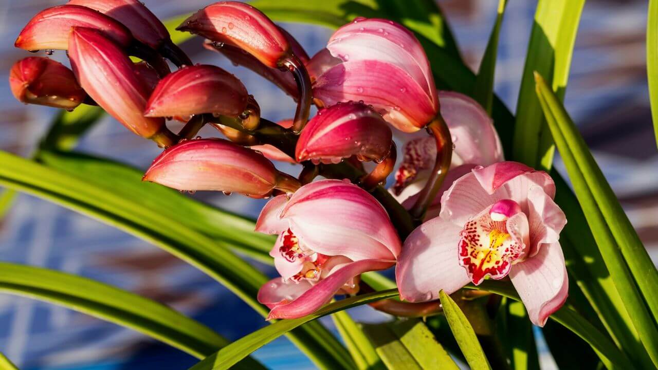 The Complete Guide To Caring For Cymbidium Orchids