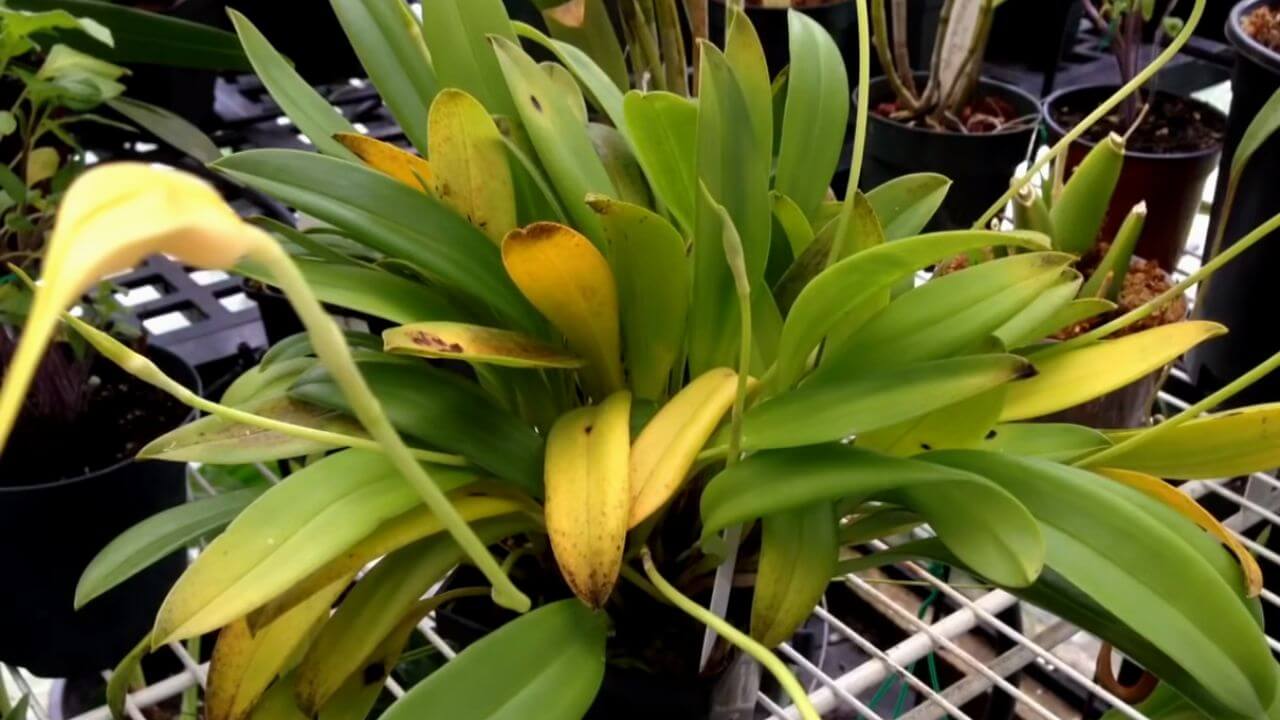 cymbidium-orchid-leaves-turning-yellow