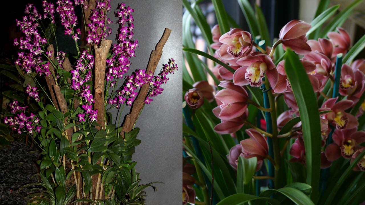 Unveiling The Differences Between Dendrobium & Cymbidium Orchids