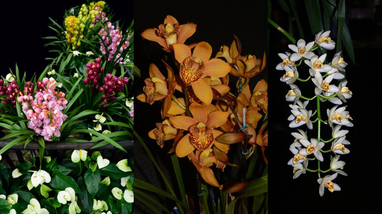 A Comprehensive Guide To Cymbidium Orchid Varieties