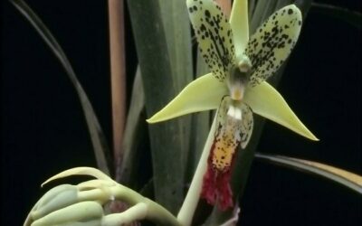 The Cymbidium Flower Spike Growth Stages [A Closer Look]