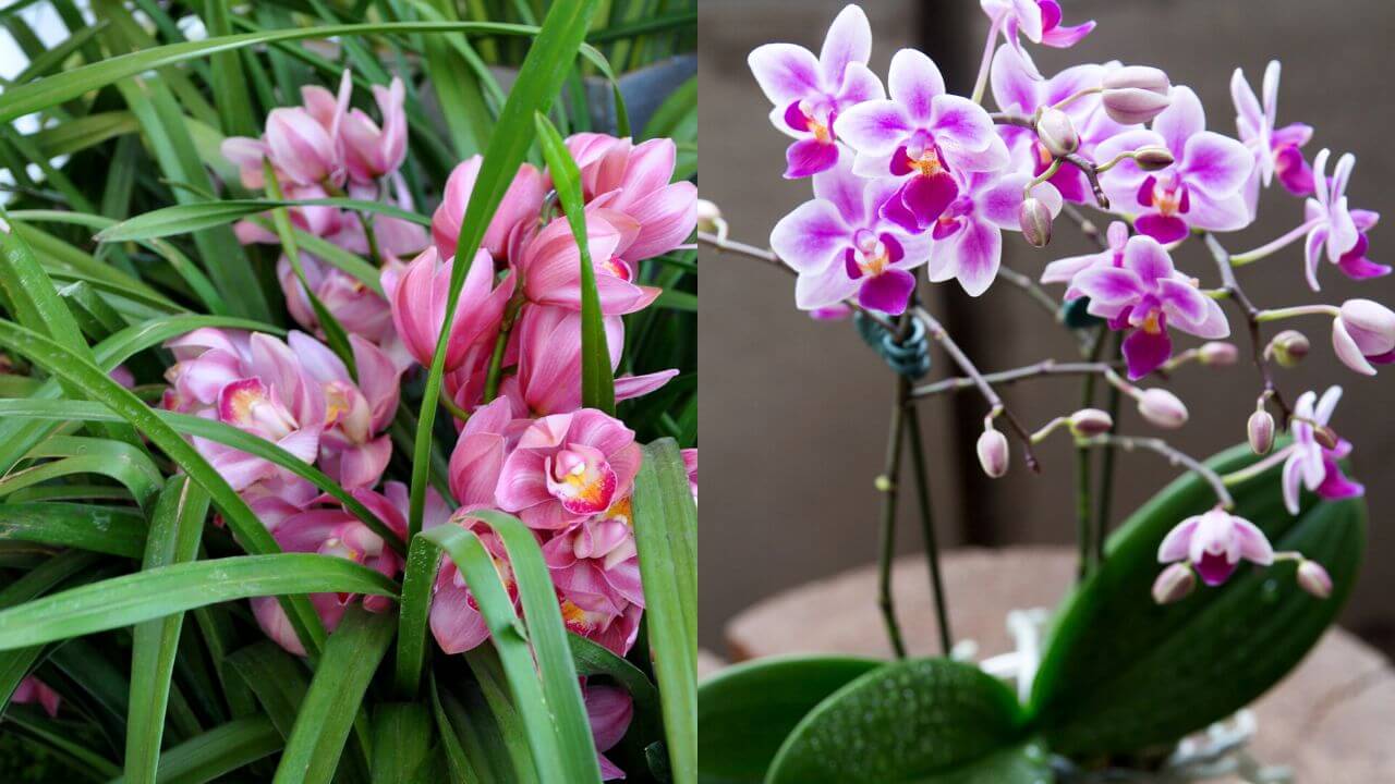 cymbidium-orchids-vs-phalaenopsis