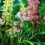 The Art Of Growing Cymbidium Orchids: A Gardener’s Guide