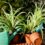 From One Plant To Many: The Simple Art Of Spider Plant Propagation