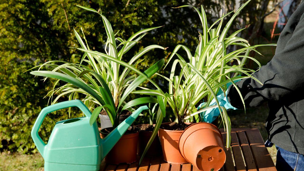 How To Propagate Spider Plants