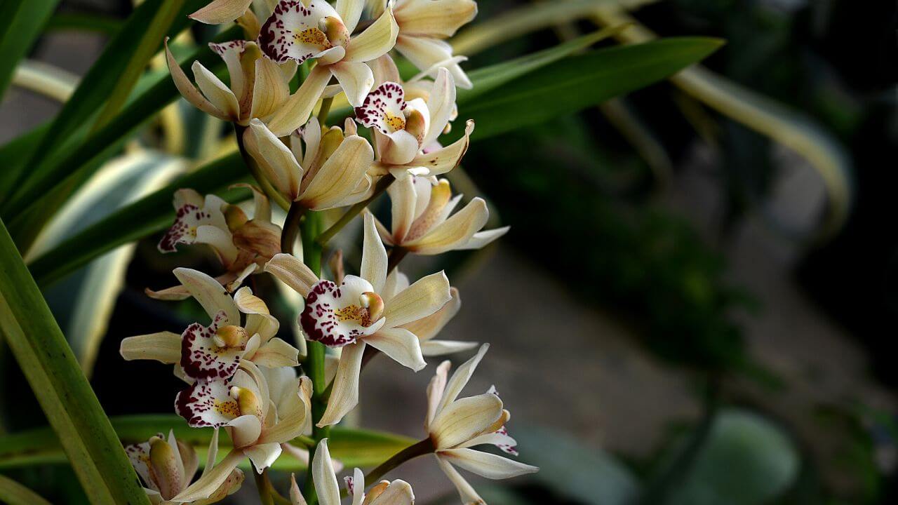 White Spots On Cymbidium Orchid Leaves