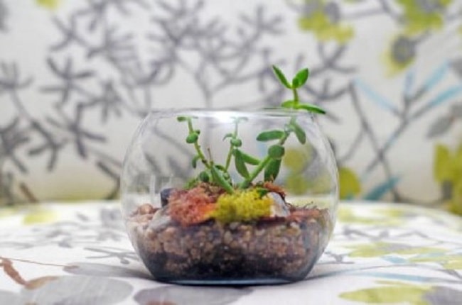 How To Make A Succulent Garden In A Glass Bowl