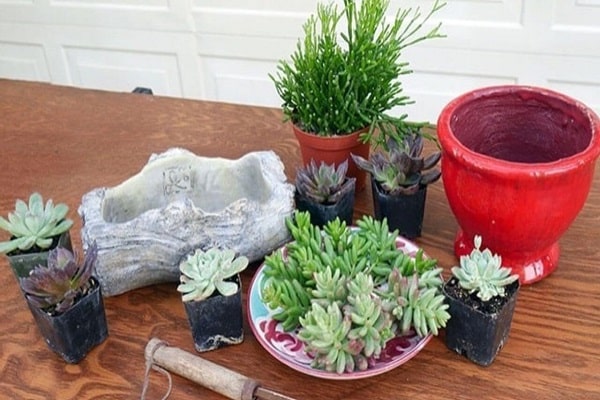 best plants for self-watering pots