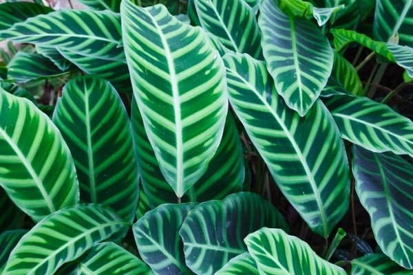 why do calathea leaves curl at night