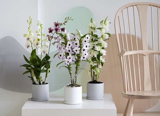 Care And Cultivation Of Dendrobium Orchids