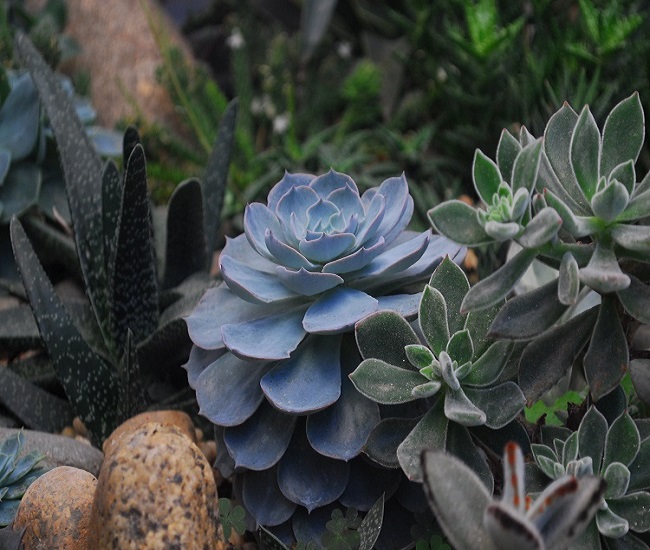 Common Challenges for Succulents