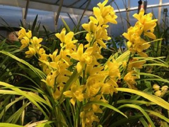Cymbidium Golden Elf Orchid Plant