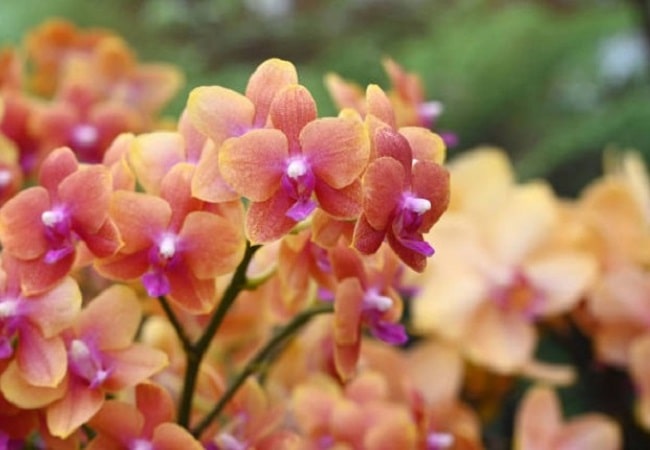 Cymbidium Orchid Varieties
