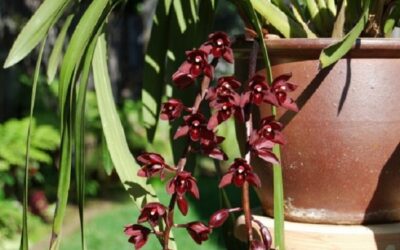 How To Care For Cymbidium Orchids Outdoors