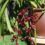 How To Care For Cymbidium Orchids Outdoors
