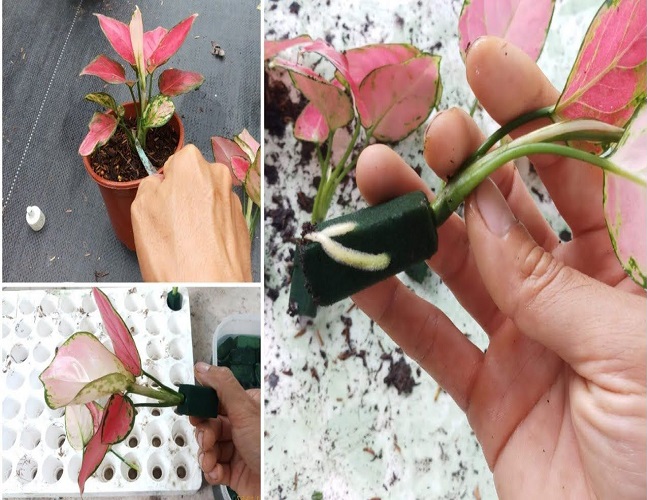 Easiest plants to propagate in water