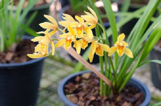 Fertilizer For Cymbidium Orchid