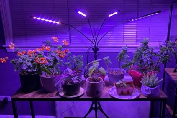 how long to use grow lights for indoor plants