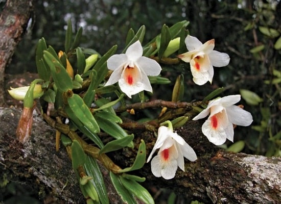 Dendrobium Orchid Vs Cymbidium Orchid