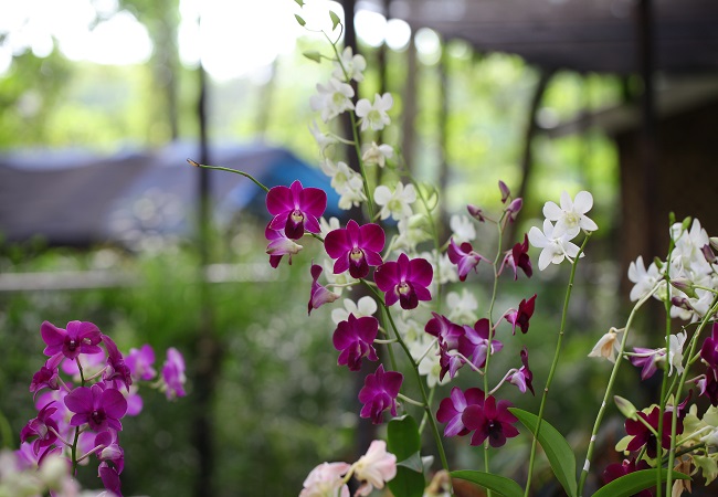 Orchids Outside Temperature